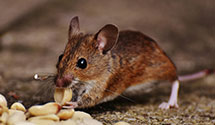 24 Hour & Emergency Exterminators in Traverse City, MI